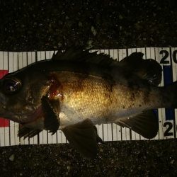 足で稼ぐ遠投アジング